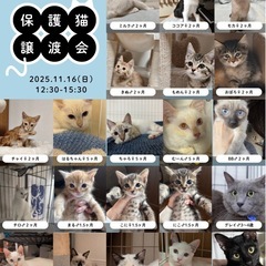 11/16  日曜日　子猫だらけの里親会を開催します🐱