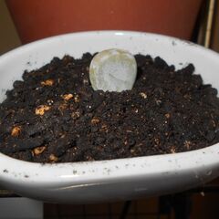 多肉植物 パキフィツムの画像