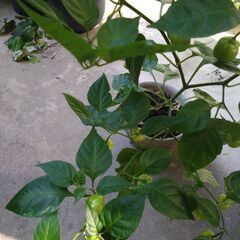 ハバネロ（とうがらし）の苗の画像