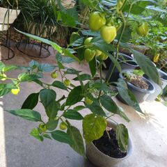 ハバネロ（とうがらし）の苗の画像