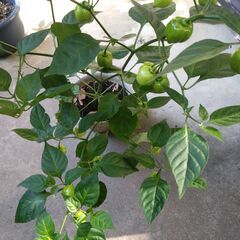 ハバネロ（とうがらし）の苗の画像