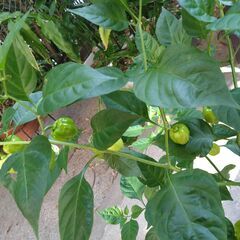 ハバネロ（とうがらし）の苗の画像