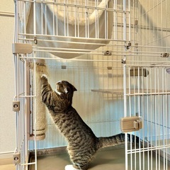 【商談成立済】猫用 2段ゲージ アイリスオーヤマ 「ウッディキャットゲージ」の画像