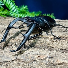 【貴重】　マンディブラリスフタマタクワガタ　オス単品　①の画像