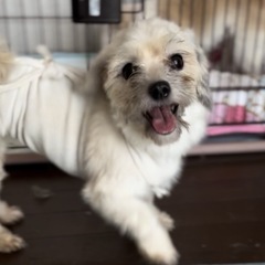 検討中！MIX犬♀3歳