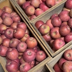 ③青森りんご　サンふじ　家庭用
の画像