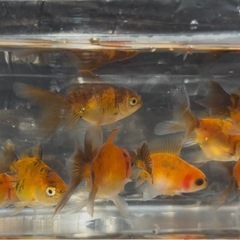 金魚 ★8匹セット★ローズテールオランダ4～5cm前後の画像