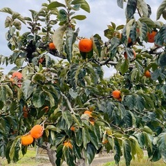 干し柿用　渋柿　の画像