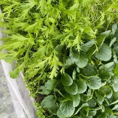 里芋、水菜、小松菜の画像