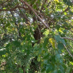 桑のみの木の画像