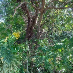 桑のみの木の画像