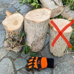 木の切り株　の画像