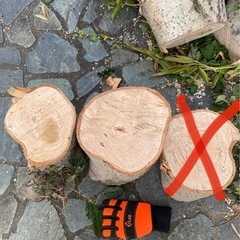 木の切り株　の画像