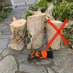 木の切り株　の画像