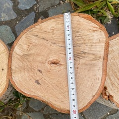 木の切り株　の画像