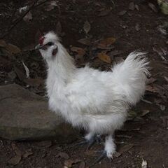 【兵庫県】　烏骨鶏　オス　譲ります　複数羽いますのでご相談…