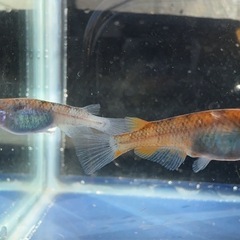 綺麗な雲州三色メダカ2匹✨ 元気いっぱいです！ #65の画像