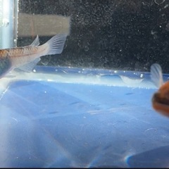 綺麗な雲州三色メダカ2匹✨ 元気いっぱいです！ #65の画像