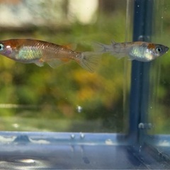 綺麗な雲州三色メダカ2匹✨ 元気いっぱいです！ #65の画像