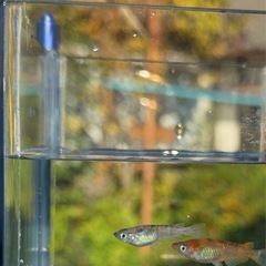 綺麗な雲州三色メダカ2匹✨ 元気いっぱいです！ #65の画像