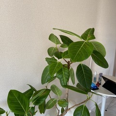 フイカスアルテシマの画像