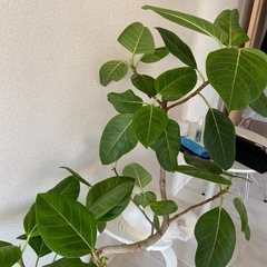 フイカスアルテシマの画像