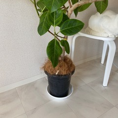 フイカスアルテシマの画像