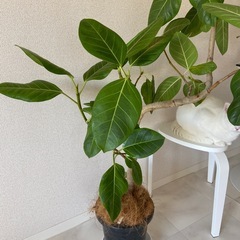 フイカスアルテシマの画像