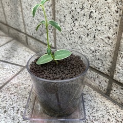 ホヤ クミンギアナ 斑入り　多肉質で美しいハンギングプランツの画像