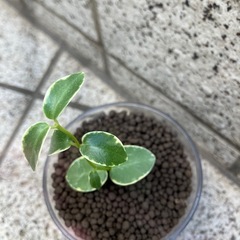 ホヤ クミンギアナ 斑入り　多肉質で美しいハンギングプランツの画像