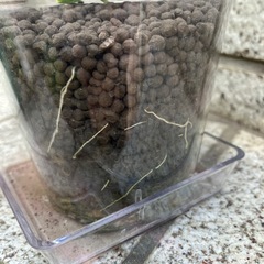 ホヤ クミンギアナ 斑入り　多肉質で美しいハンギングプランツの画像