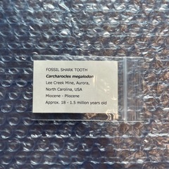 【化石】メガロドン　歯の化石の画像