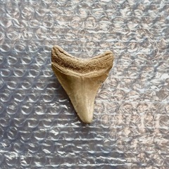 【化石】メガロドン　歯の化石の画像