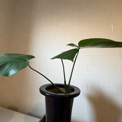 観葉植物 モンステラ 陶器鉢 付き|高さ約50cmの画像