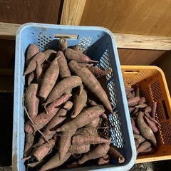 完売しました！　芋🍠サツマイモ🍠さつまいも🍠の画像