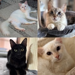 多頭飼育崩壊からやってきた子達　里親会参加します！