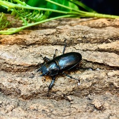 【貴重種】　ケルブスミヤマクワガタ　ペア　①の画像