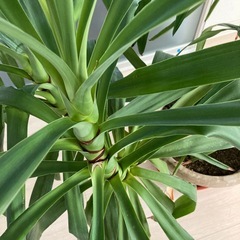 観葉植物　青年の木　ユッカ　高さ150センチの画像