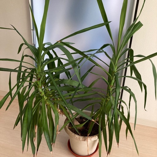 観葉植物　青年の木　ユッカ　高さ150センチ