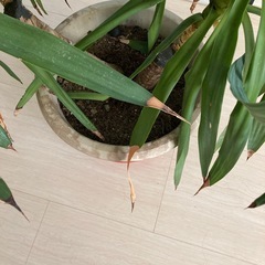 観葉植物　青年の木　ユッカ　高さ150センチの画像