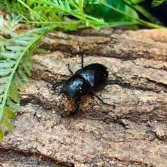 【貴重種】 ケルブスミヤマクワガタ　ペア②の画像