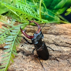 【貴重種】 ケルブスミヤマクワガタ　ペア②の画像