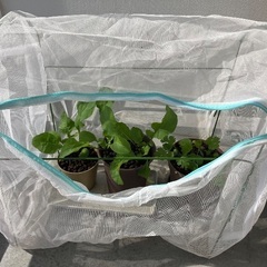 🪴虫除けカバー・ファスナーで楽々の画像