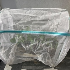 🪴虫除けカバー・ファスナーで楽々の画像