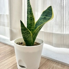 🪴観葉植物・サンスベリアの画像