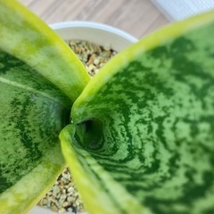 🪴観葉植物・サンスベリアの画像