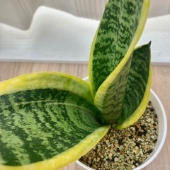 🪴観葉植物・サンスベリアの画像