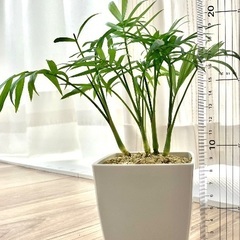 🪴観葉植物・テーブルヤシの画像