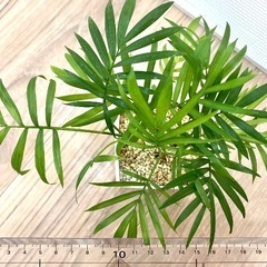 🪴観葉植物・テーブルヤシの画像