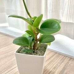 🪴観葉植物・ペペロミアの画像